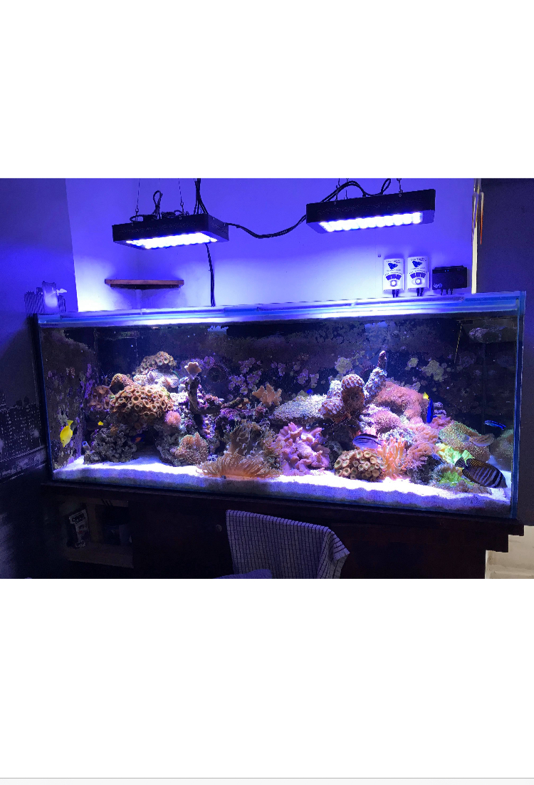 unwanted tropical fish