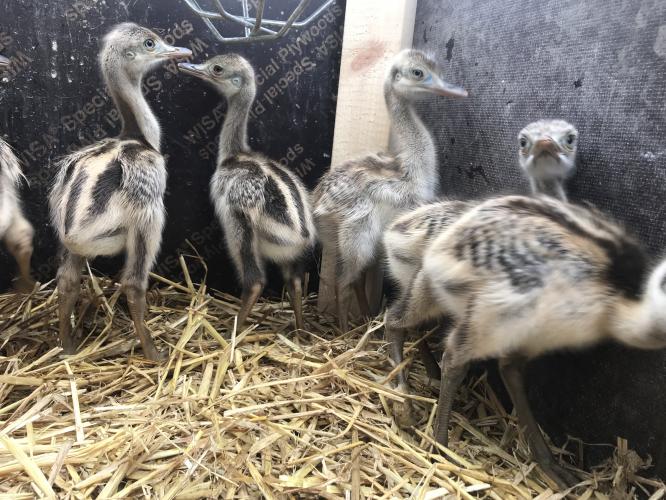 Rhea Chicks For Sale For Sale in Stokeontrent, Staffordshire Preloved