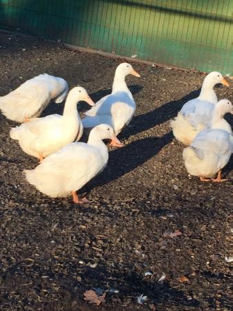 CHERRY VALLEY Ducklings,Ducks and hatching or eating egggs For Sale in ...