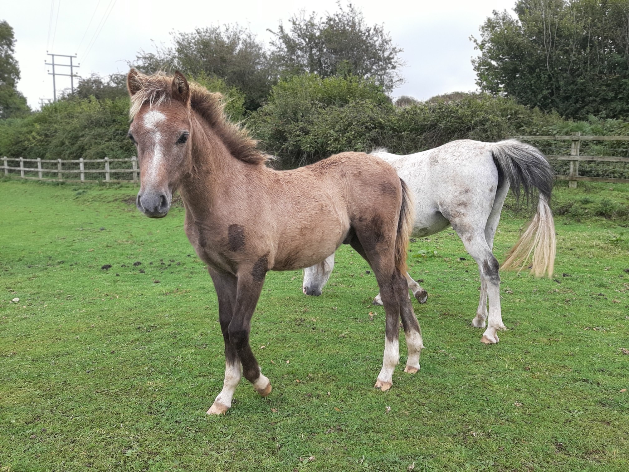 Welsh B For Sale In Bridport, Dorset | Preloved