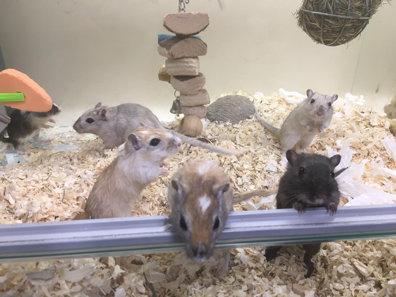 mongolian gerbil for sale