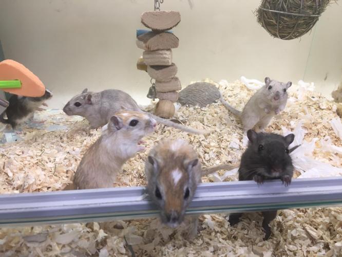 Male and Female Gerbils For Sale in Hemel Hempstead, Hertfordshire
