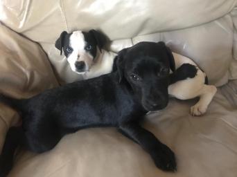 Jack Russell Dogs Puppies Rehome Buy And Sell In Market