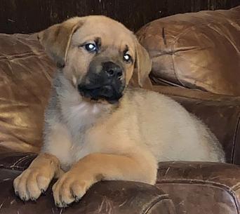 Dogs Puppies Rehome Buy And Sell In Pevensey Preloved