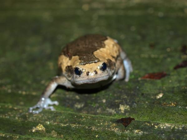 Trumbauer recommends best of Where do chubby frogs live chubby frogs live Where do