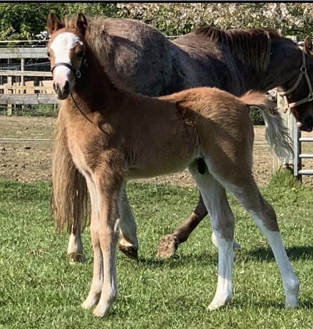 Welsh B Yearling Colt For Sale In Malton, York | Preloved