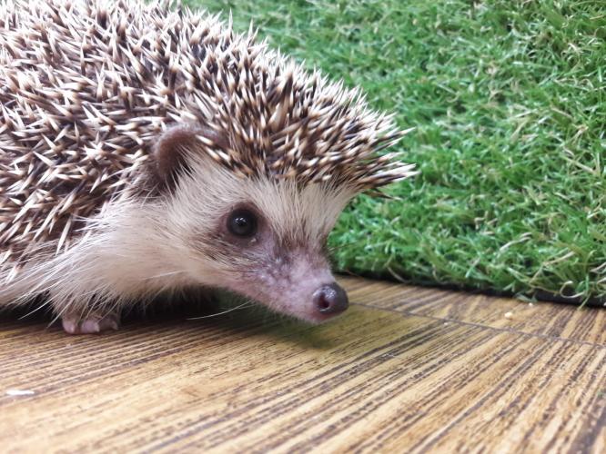 female african pygmy hedgehog For Sale in Hemel Hempstead