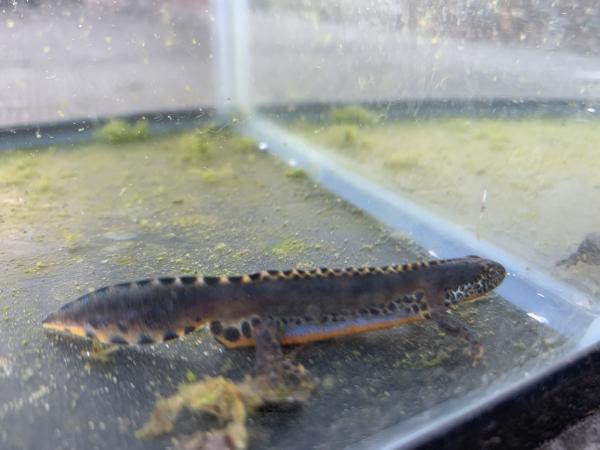 Amphibians newts frogs toads for sale For Sale in Barnsley, South