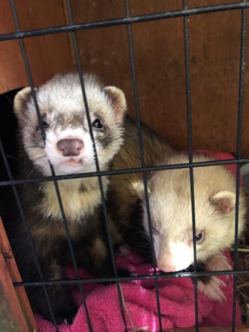 Preview of the first image of 3 ferret hobs for rehoming - to knowledgable homes only.