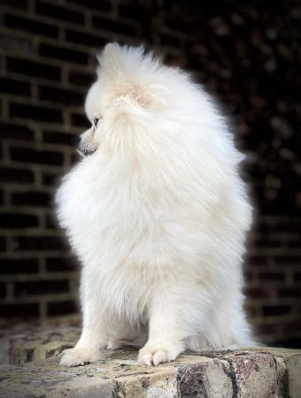 Image 8 of KC Pale Cream Pomeranian Proven Stud