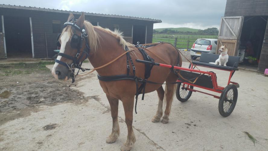 Horse/Pony Cart for Sale For Sale in Preston, Lancashire Preloved