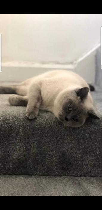 British Cats Kittens Rehome Buy And Sell In Brighouse Preloved