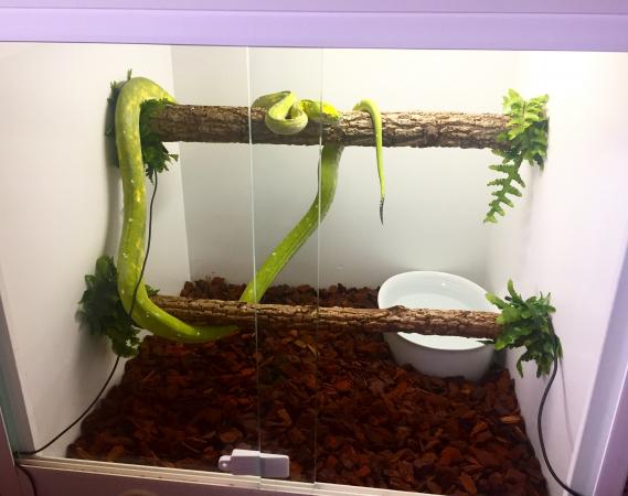 Snake (green tree python) vivarium enclosure For Sale in Paignton ...