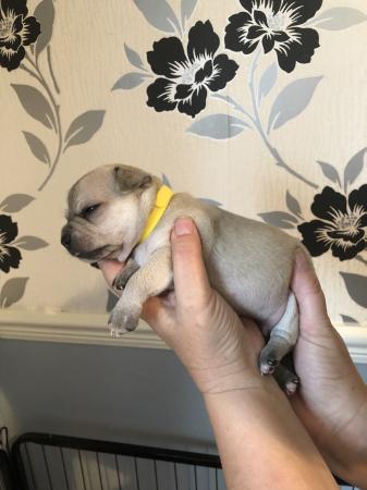 8 Stunning Male Chihuahua Pups For Sale Short And Long Hair For