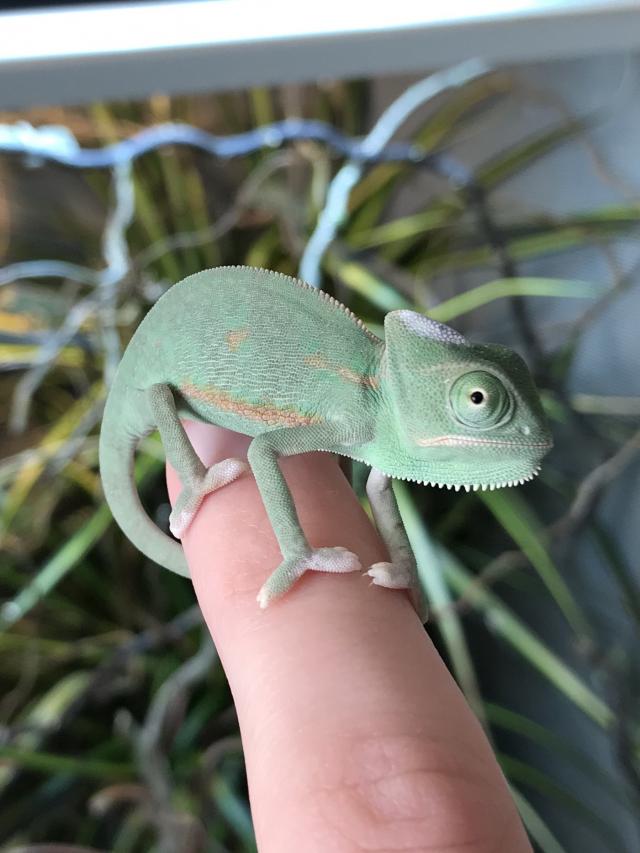 Yemen Chameleon babies For Sale in Hilgay, Downham Market | Preloved