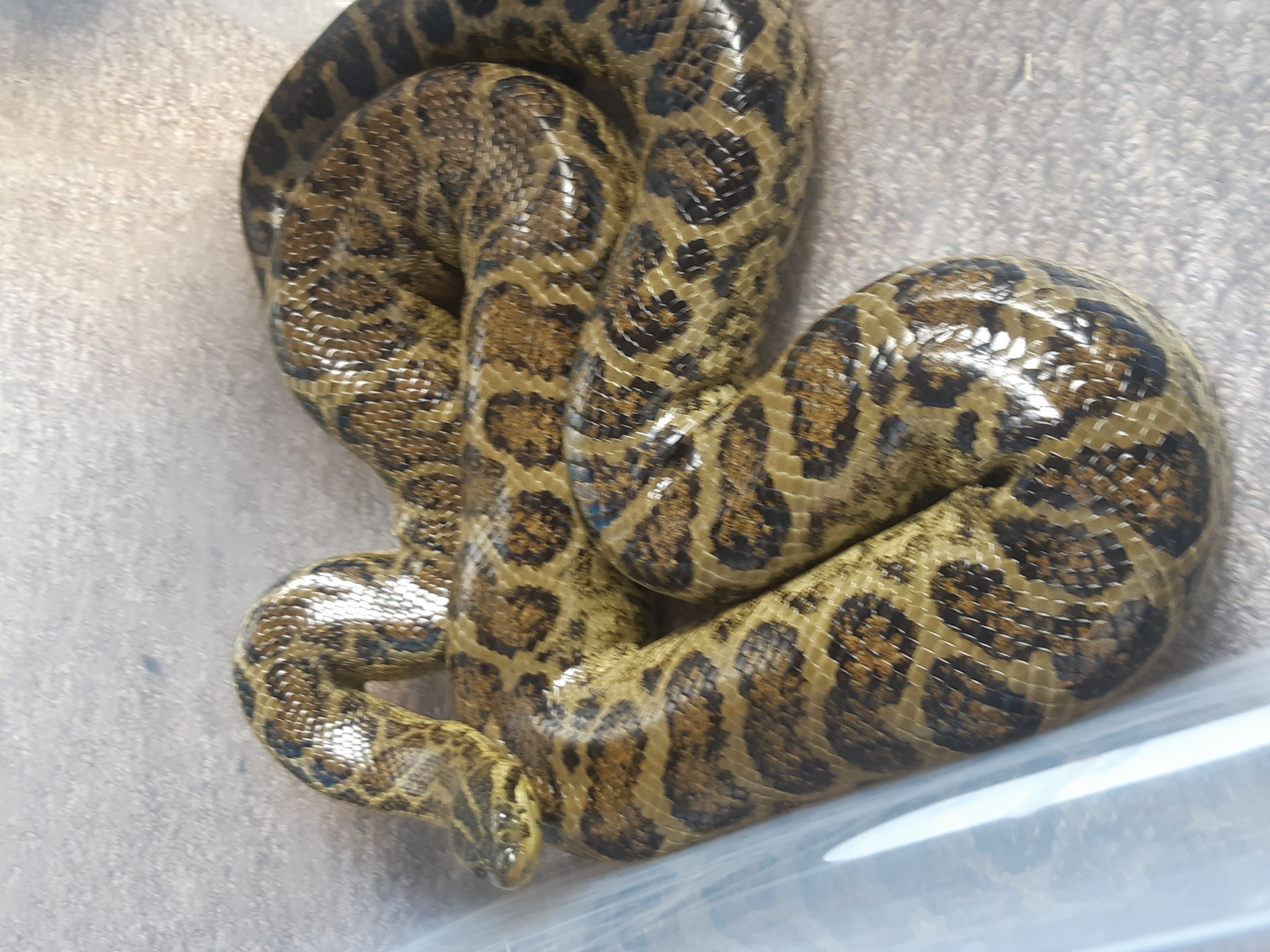yellow anaconda for sale