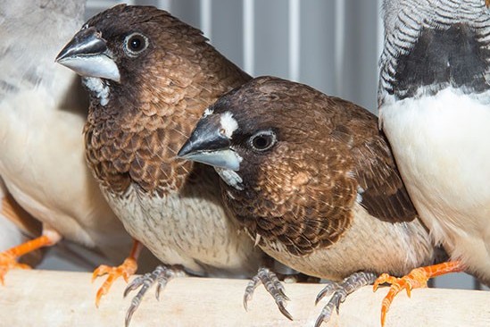 AVAIRY CLEARANCE Beautiful Bengalese Finches available For Sale in