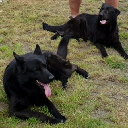 Last 2 Black Longhaired German Shepherd Puppies For Sale In
