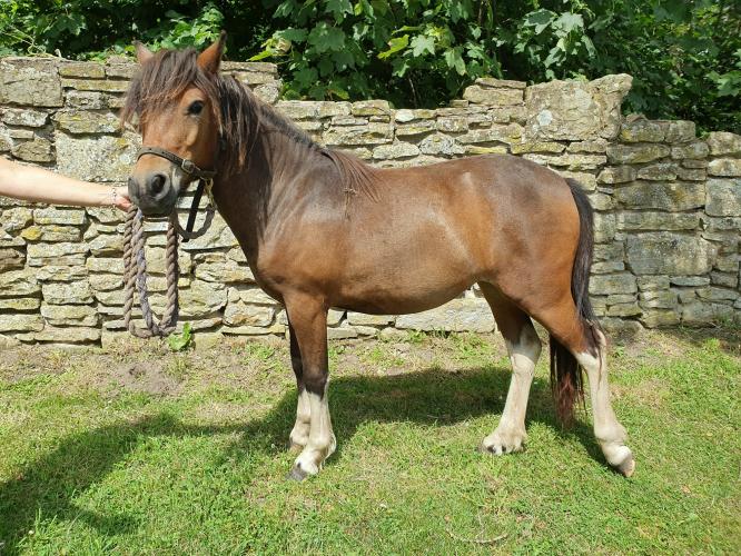 Yearling Dartmoor Hill Pony For Sale in Flint, Wales Preloved