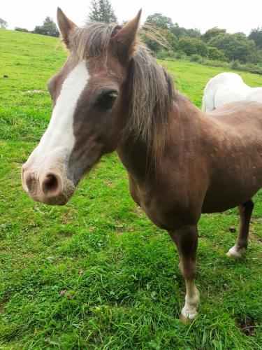 project pony For Sale in Rhyl, Denbighshire | Preloved