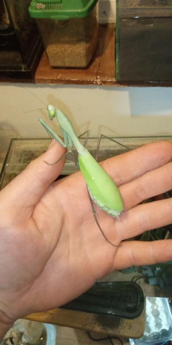 Praying Mantis for sale in UK 37 used Praying Mantis
