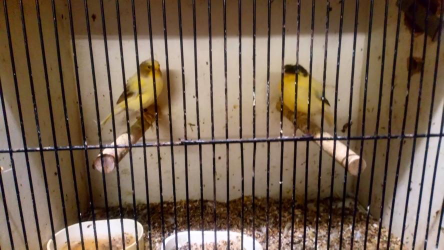 Gloucester canaries For Sale in Great Sutton, Cheshire Preloved
