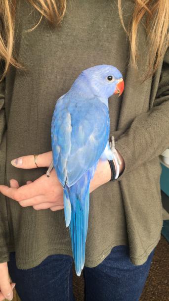 Exotic Birds For Sale >> Rare Or Exotic Birds Rehome Buy And Sell Preloved Exotic Birds For Sale >> Rare Or Exotic Birds Rehome Buy And Sell Preloved