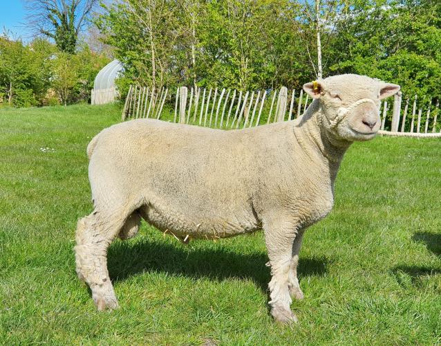 Pedigree Southdown Sheep For Sale in Wandsworth, London Preloved