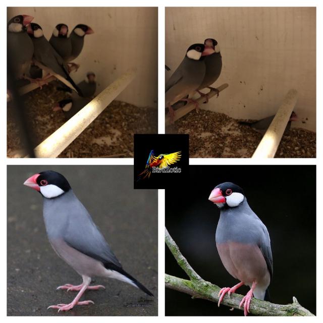 Java Finches Singles and Pairs For Sale in Ilford, Essex Preloved