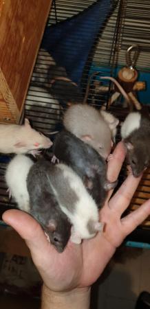 Image 6 of Tame Young/baby rats for sale (guaranteed tame)