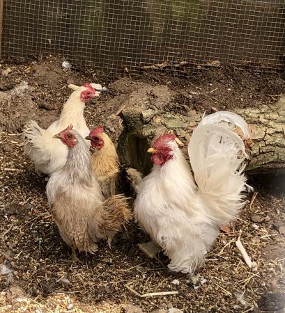 Reduced Serama Chickens Coop