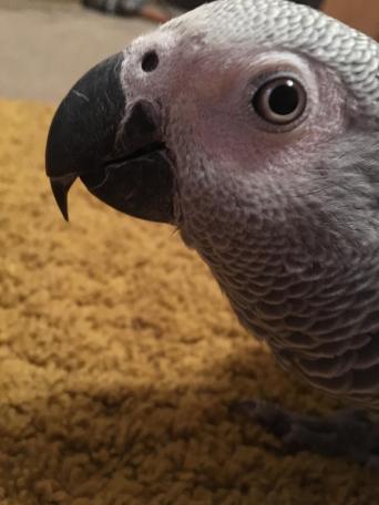 african grey - Birds, Rehome Buy and Sell in the UK and Ireland | Preloved