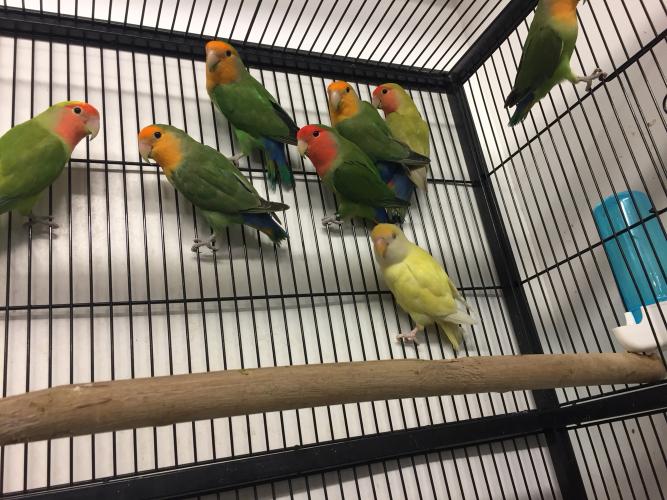 Lovebirds For Sale in Colchester, Essex Preloved