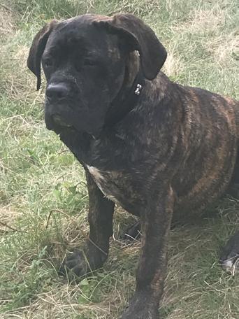 Cane Corso Dogs Puppies Rehome Buy And Sell In Rochdale