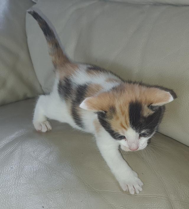 delightful kittens For Sale in Maidstone, Kent | Preloved