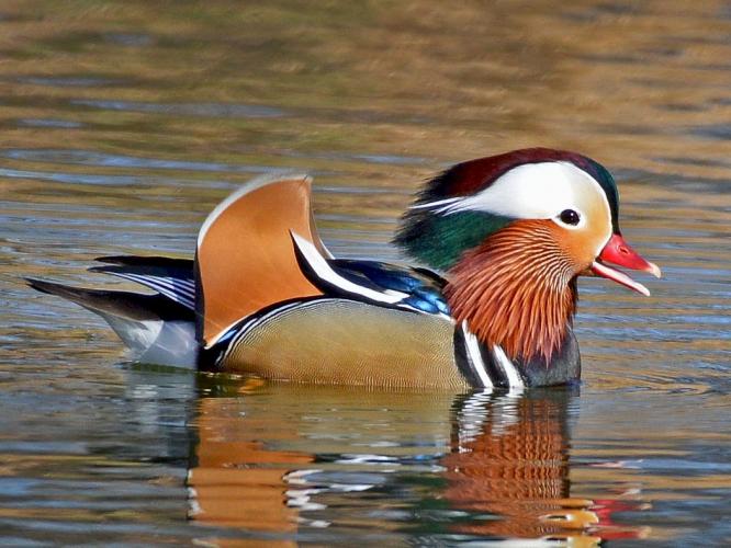 Mandarin ducks for sale For Sale in Tetney, Lincolnshire Preloved
