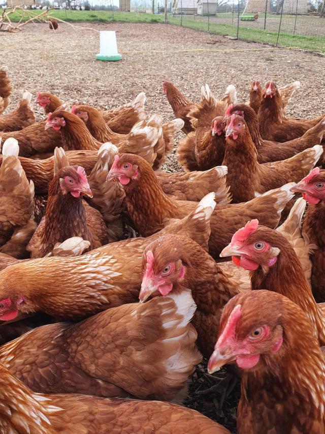 Chickens Point of Lay For Sale in Crewe, Cheshire Preloved