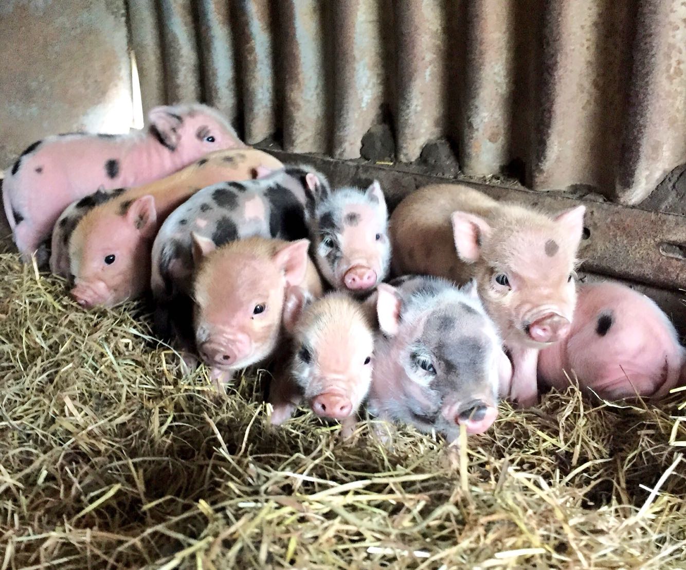 Micro Pigs For Sale For Sale In Tewkesbury Gloucestershire Preloved   914944e5e7f4444da3f275c5aef9729b 