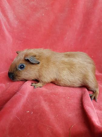 Guinea Pigs For Sale In Chepstow Monmouthshire Preloved