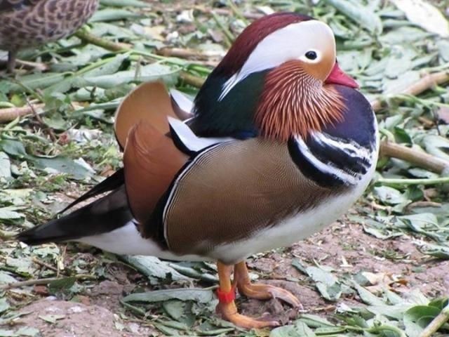 ornamental ducks wildfowl waterfowl For Sale in Spalding, Lincolnshire