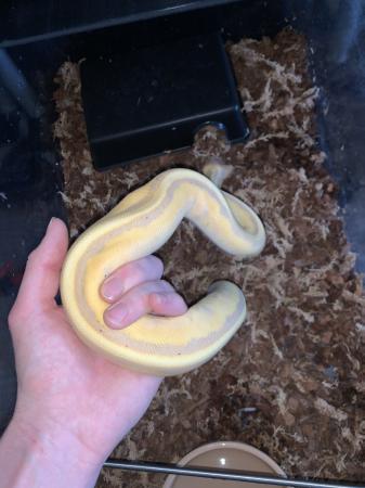 Image 2 of Banana genetic stripe, ball python