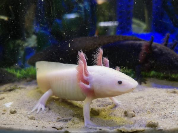 Axolotl's! Wild variety and Dirty Lucy's! For Sale in Gloucester ...