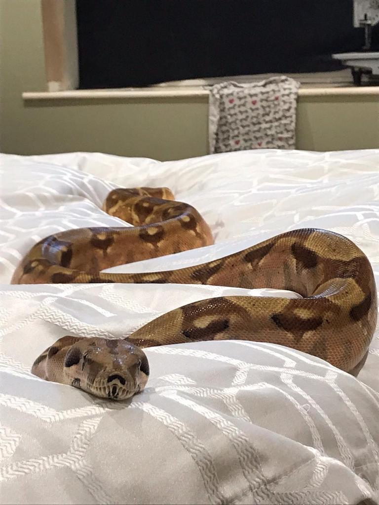 boa constrictor for sale near me boa constrictor for sale near me