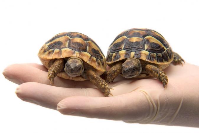 UK Bred Hermann Tortoises - Microchipped and Art 10 For Sale in