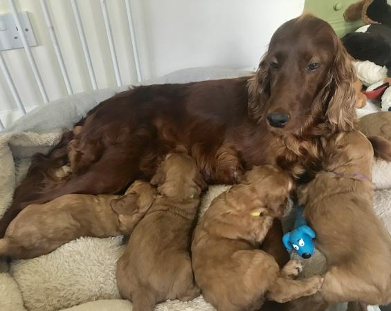 Irish Doodle Puppies (Miniature Poodle & Irish Setter) For ...