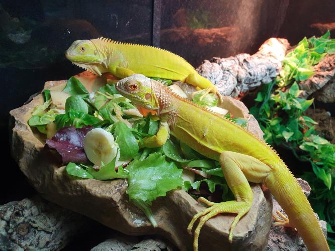 albino iguana pair For Sale in Lincoln, Lincolnshire