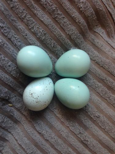 Celadon quail hatching eggs For Sale in Uttoxeter, Staffordshire | Preloved