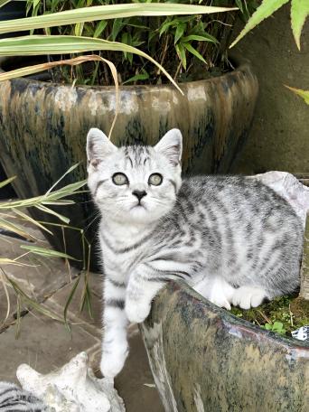 Long Haired Cats Kittens Rehome Buy And Sell In Dursley