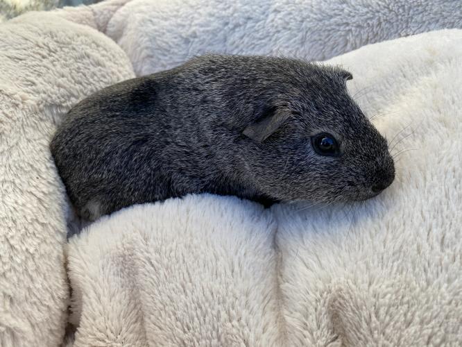 15 boar guinea pigs for sale For Sale in Pelton, Durham Preloved