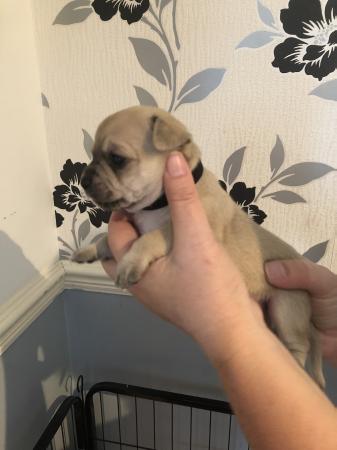 8 Stunning Male Chihuahua Pups For Sale Short And Long Hair For